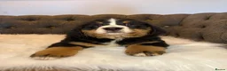 Bernese Mountain Dog dogs for sale: 🐾 Beautiful KC Bernese Mountain Dog Puppies 🐾  - Advert 5