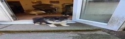 Shetland Sheepdog dogs for sale: Beautiful shetland sheepdog puppy - Advert 4