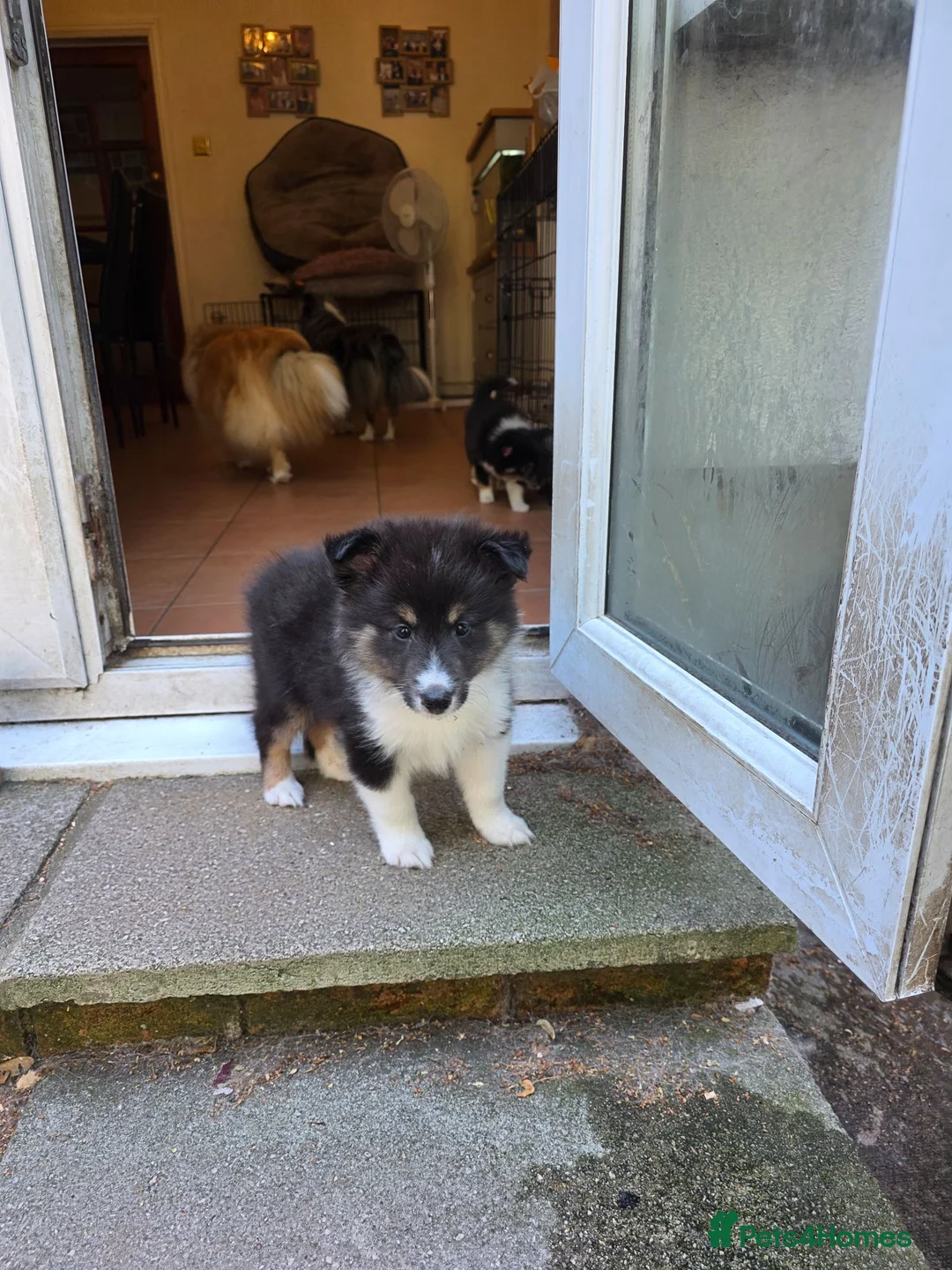 Shetland Sheepdog dogs for sale: Beautiful shetland sheepdog puppy - Advert 4