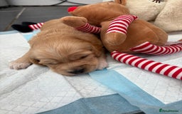 Cockapoo dogs for sale: Cockapoo puppies  - Image 2