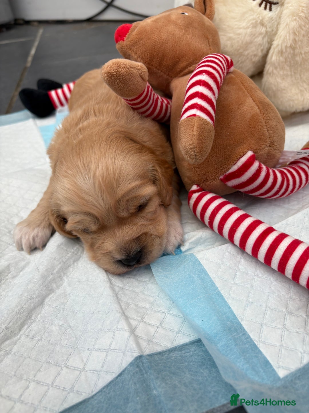 Cockapoo dogs for sale: Cockapoo puppies  - Image 2