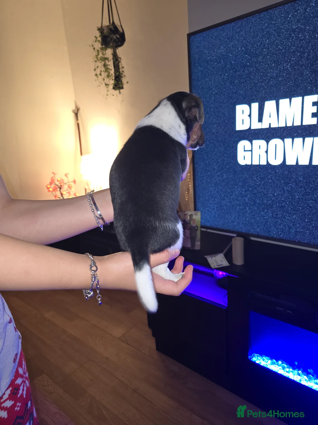 Mixed Breed dogs for sale: Jack Russel x Plummer Terrier in Wooler - Advert 5