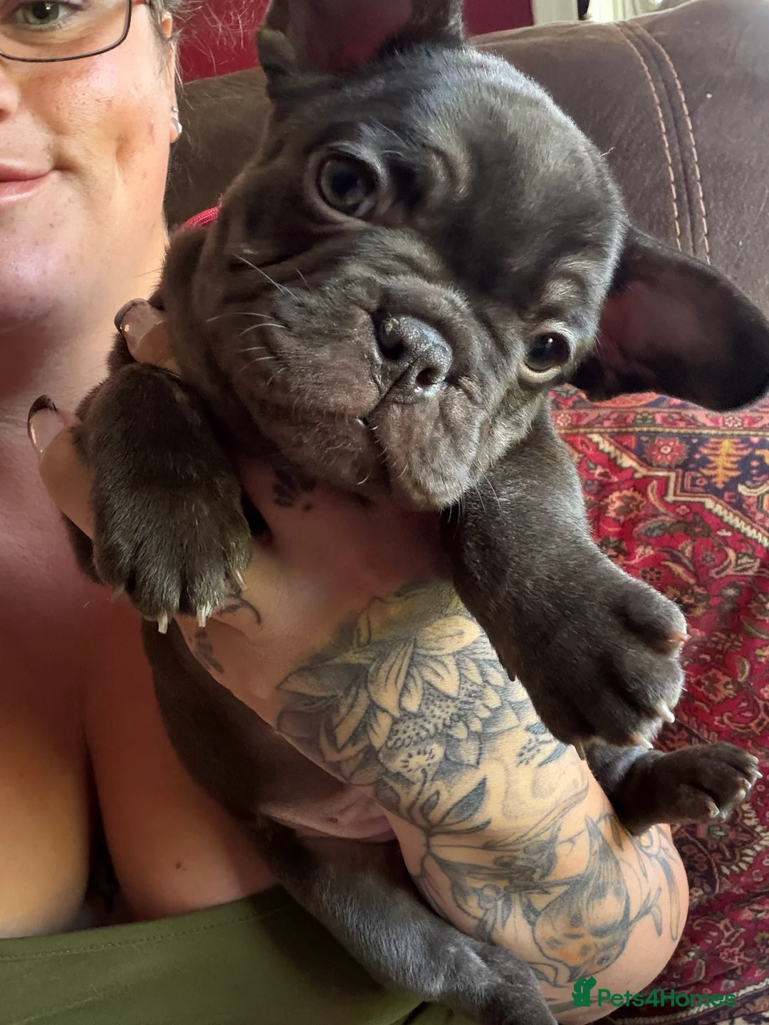 French Bulldog dogs for sale: French bulldog puppies - Advert 2