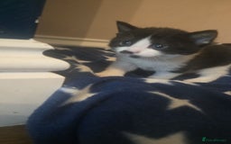 Domestic Shorthair cats for sale: 3 x Cute balls of fluff - Image 7