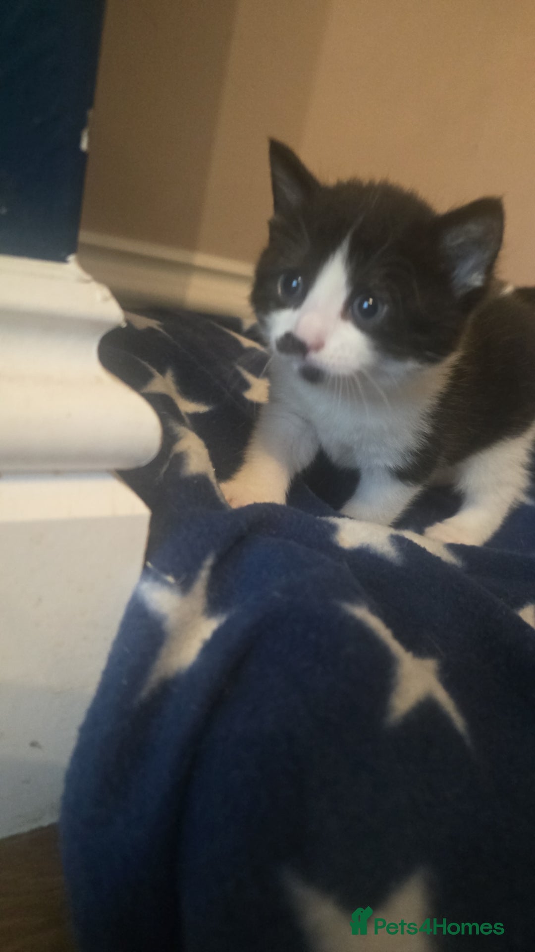Domestic Shorthair cats for sale: 3 x Cute balls of fluff - Image 7