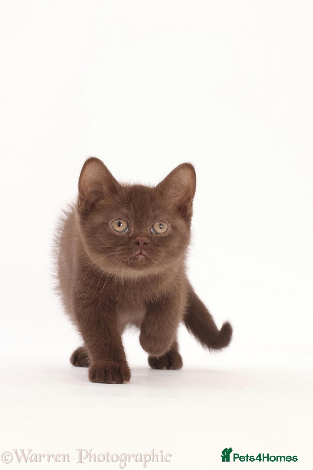 British Shorthair cats for sale: Adorable British Babies  - Advert 4