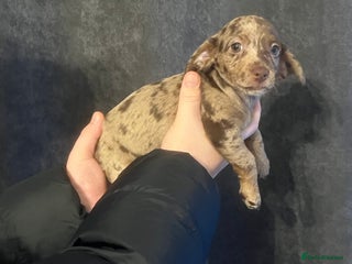 Mixed Breed dogs LAST GIRL 🩷 daxipoo - Advert 2