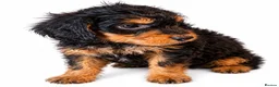 Cockapoo dogs for sale: ** COCKAPOOS PUPPIES AVAILABLE ** - Advert 3