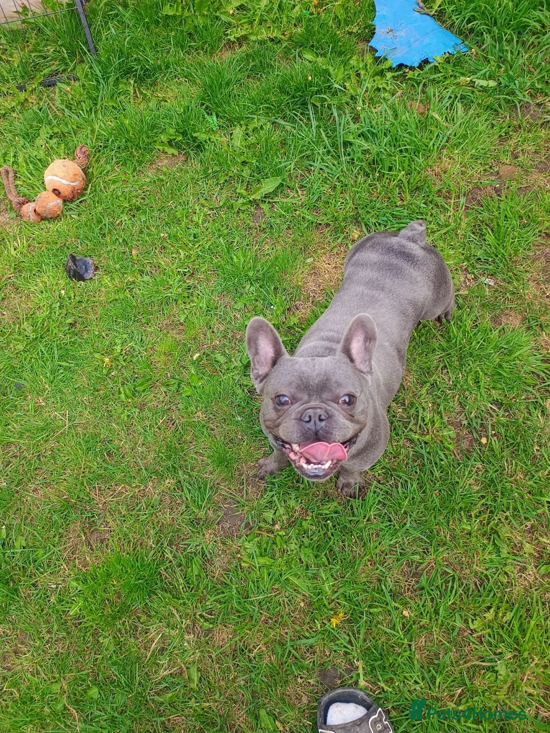 French Bulldog dogs for sale: KC reg 4 panel tested adult female french bulldog  - Advert 1