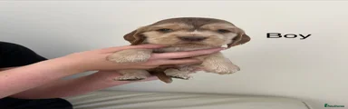 Cocker Spaniel 4