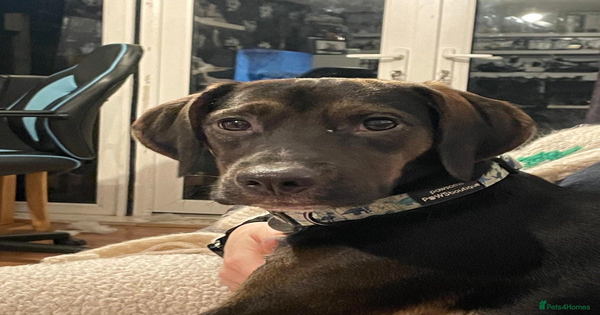 Spaniel cross Dacshund boy almost 2yrs for sale in Basingstoke | Pets4Homes