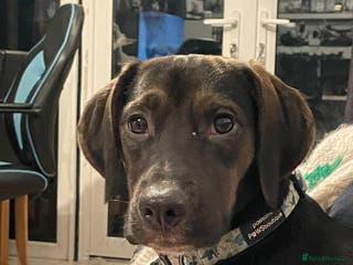 Mixed Breed dogs Spaniel cross Dacshund boy almost 2yrs - Advert 7