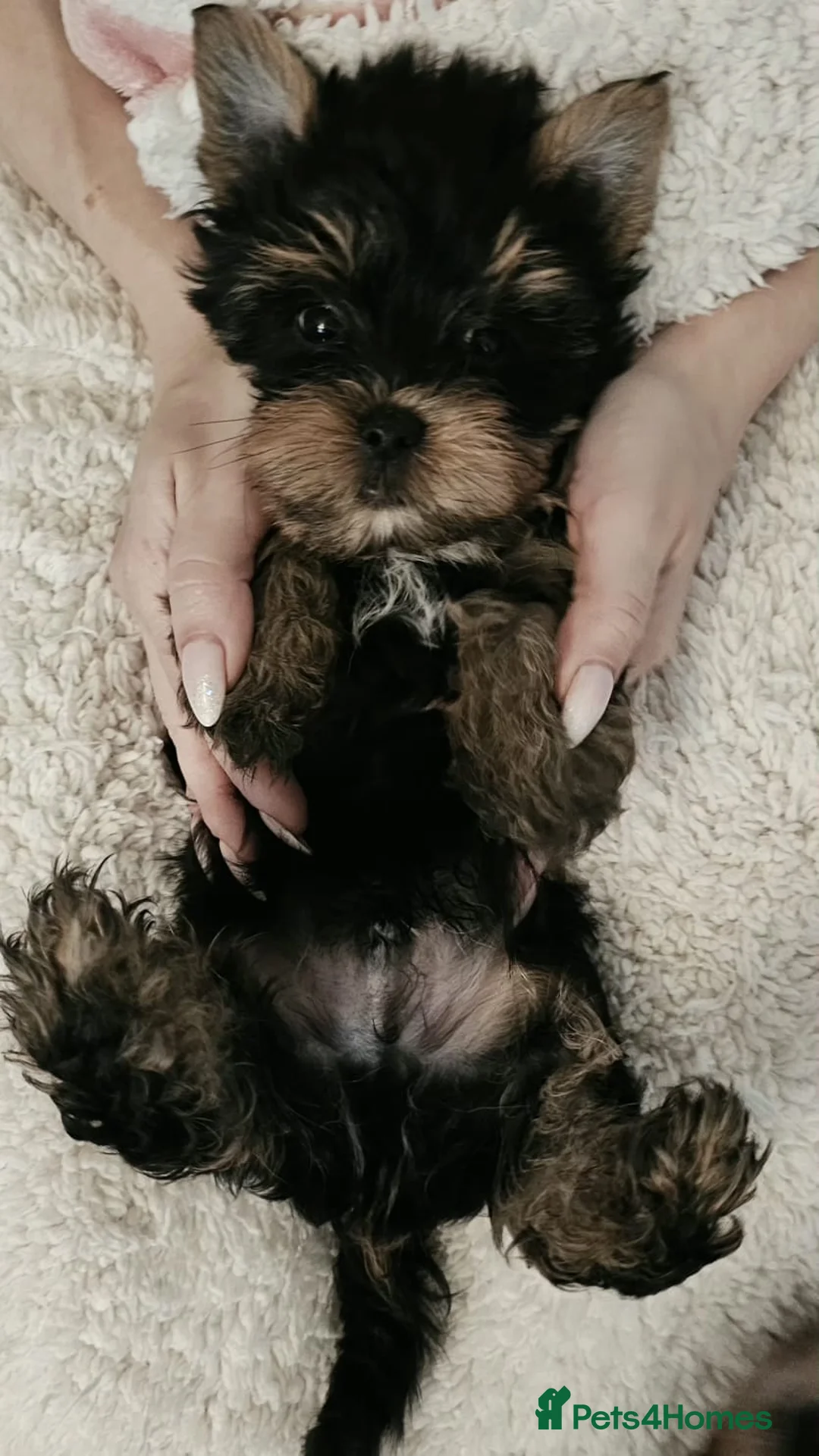 Yorkshire Terrier dogs for sale: Beautiful little Girl 💕Tiny Yorkshire Terrier  - Advert 16