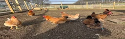 Chickens poultry for sale: Point of lay hens for sale - Advert 2