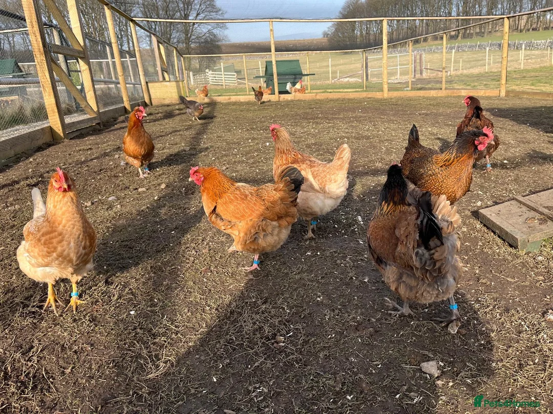 Chickens poultry for sale: Point of lay hens for sale - Advert 2