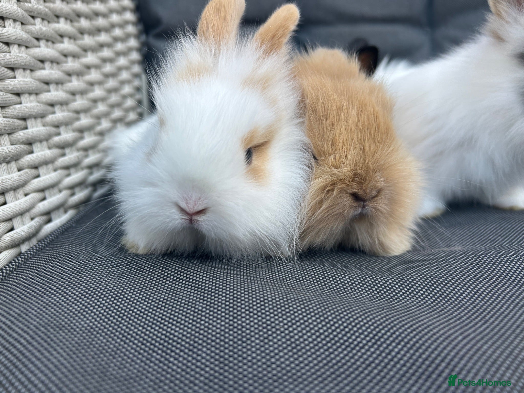 Mixed Breed rabbits White and caramel bunnies for sale  - Advert 5