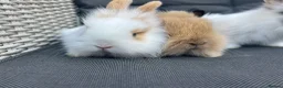 Mixed Breed rabbits for sale: White and caramel bunnies for sale  - Advert 1