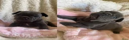French Bulldog dogs for sale: Confident and Cute French Bulldog Puppies   - Advert 18