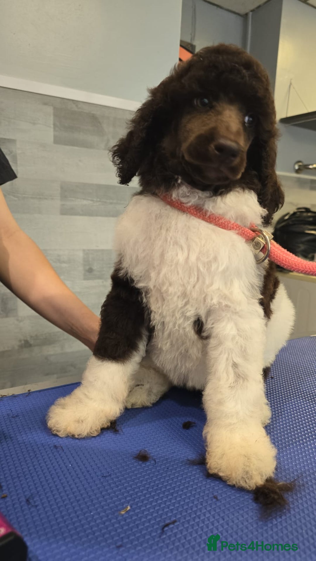 Standard Poodle dogs for stud: Brown & white parti standard poodle  - Image 14