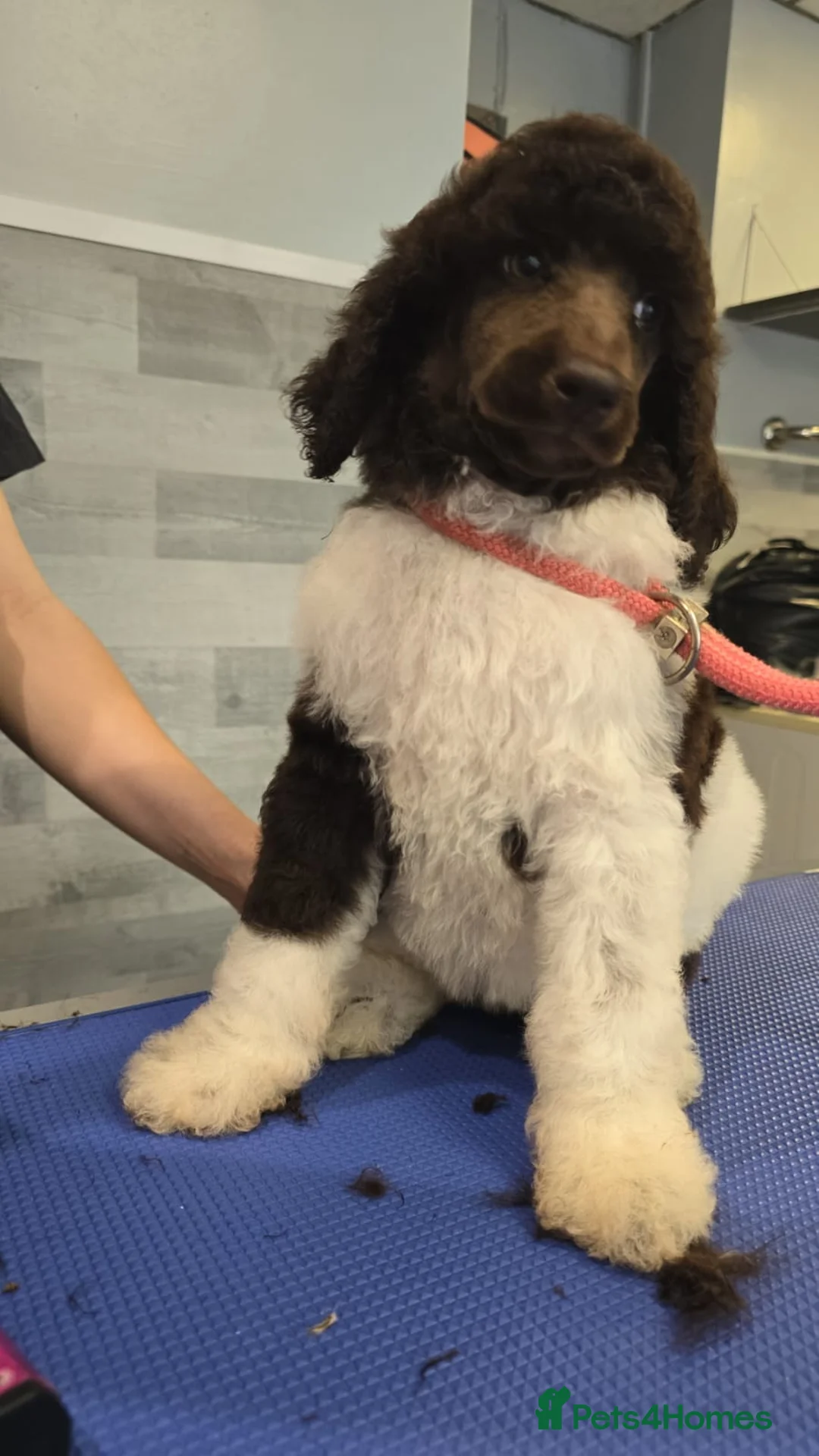 Standard Poodle dogs for stud: Brown & white parti standard poodle  - Advert 14