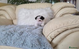 Toy Poodle dogs for sale: READY NOW 2  BROWN & WHITE Rare Toy Parti Poodles - Image 3