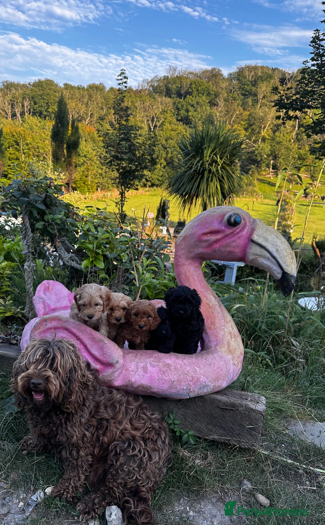Cockapoo dogs for sale: Lovely litter cockapoo  - Image 2