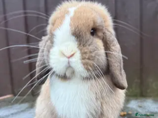 Mini Lop rabbits Sooty fawn split blue eyed mini lop buck - Advert 7