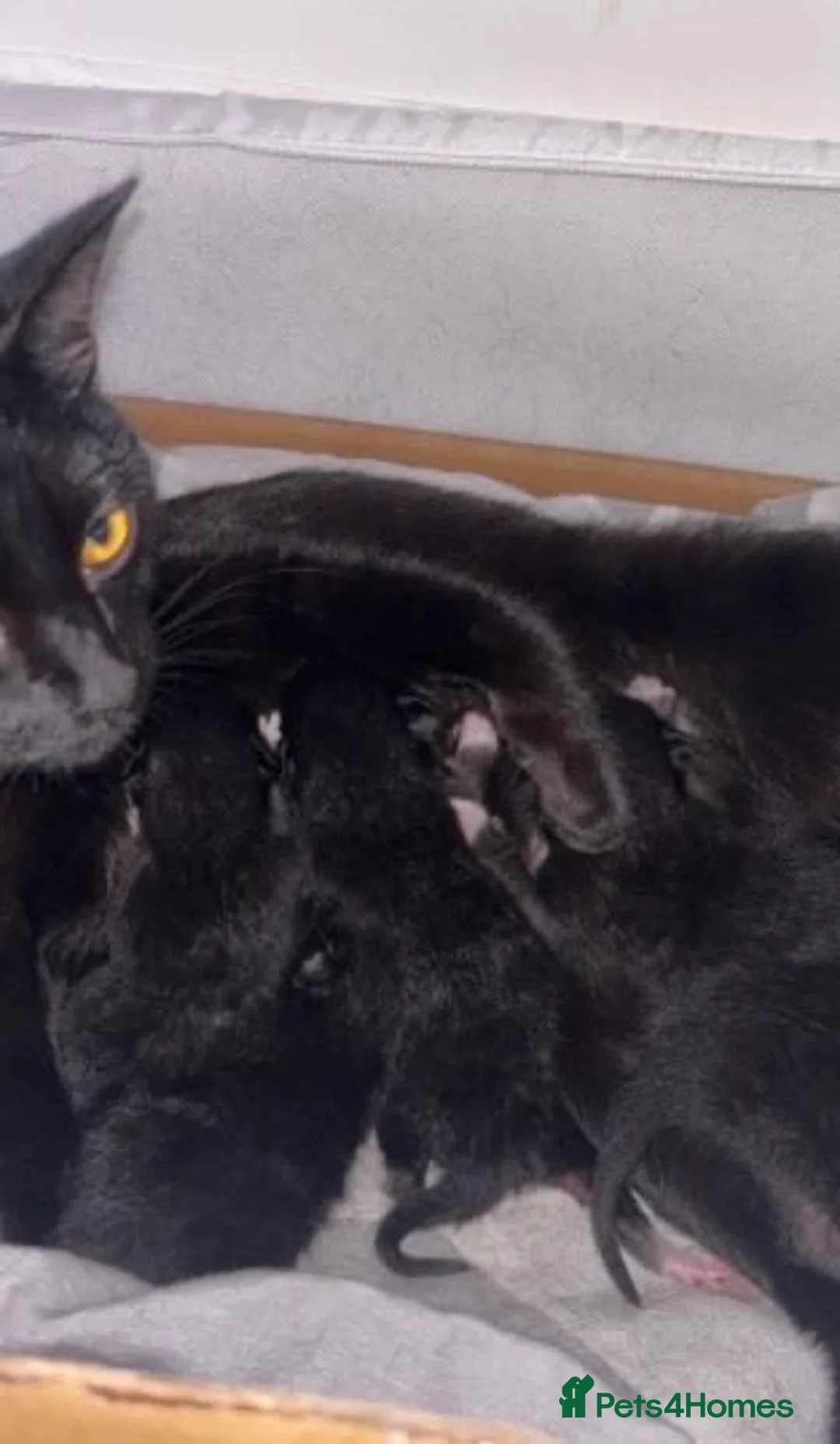 Mixed Breed cats for sale: BEAUTIFUL 9 WEEK OLD FEMALE KITTEN FO SALE:) - Advert 2