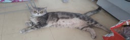 British Shorthair cats for sale: British Shorthair Black Golden Tabby kittens 😸  - Advert 2