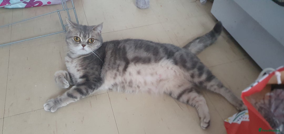 British Shorthair cats for sale: British Shorthair Black Golden Tabby kittens 😸  - Advert 2