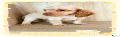 Cocker Spaniel 3