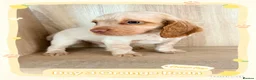 Cocker Spaniel dogs for sale: 🐾 8 Male Working Cocker Spaniel Puppies 🐾  - Advert 6