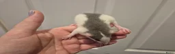 Rat rodents for sale: Baby Dumbo Rats in Durham - Advert 2