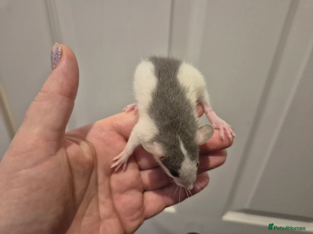 Rat rodents for sale: Baby Dumbo Rats in Durham - Advert 2