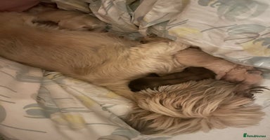 Shih Tzu dogs - Advert 2