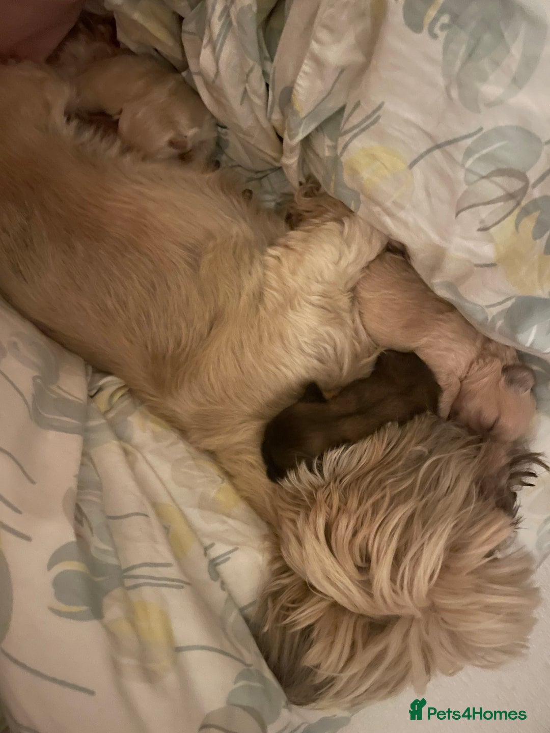 Shih Tzu dogs for sale: 2 Stunning Genuine Imperial ShihTzu's  - Image 2