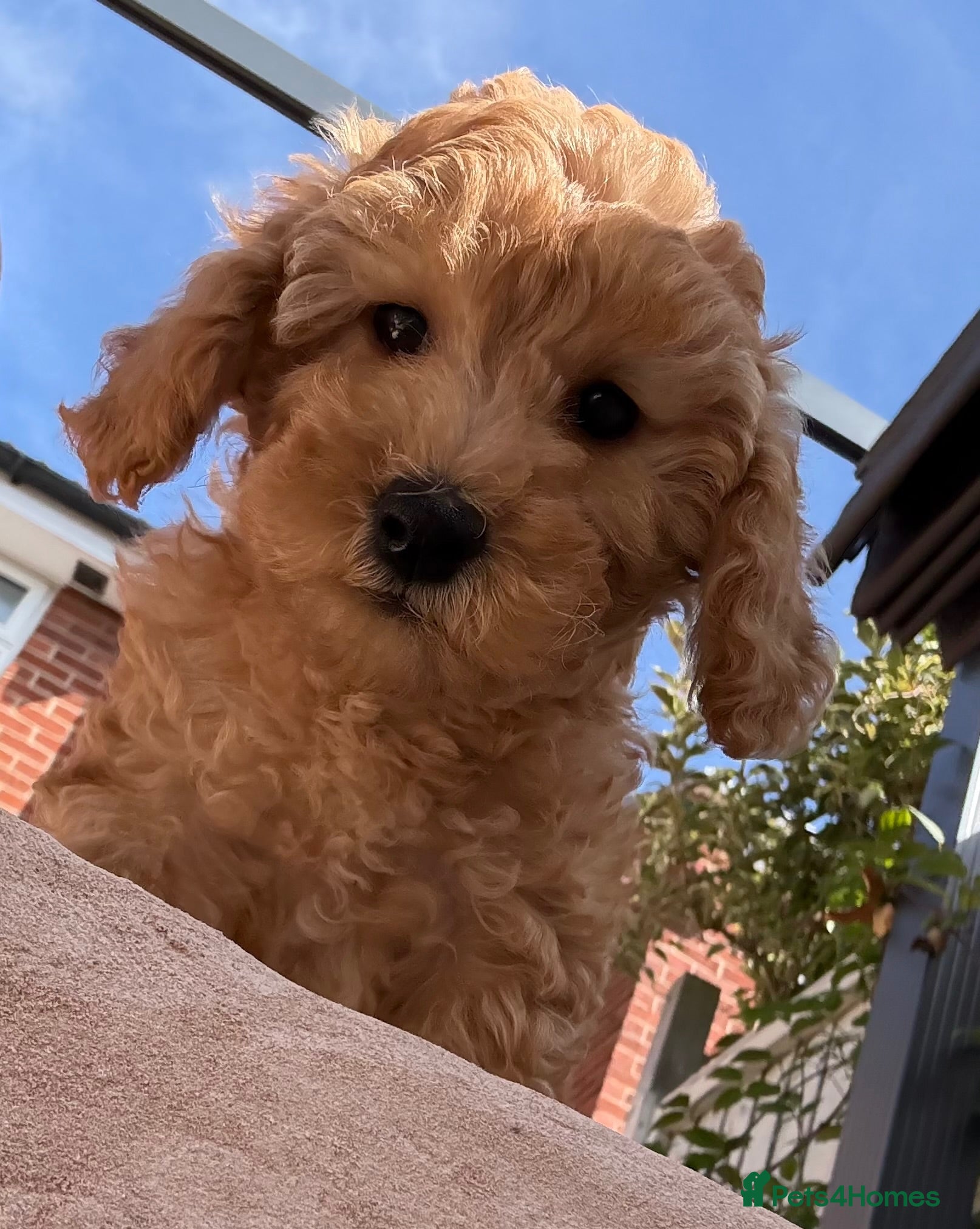 Miniature Poodle dogs Beautiful Miniature Poodle Puppies - Advert 2