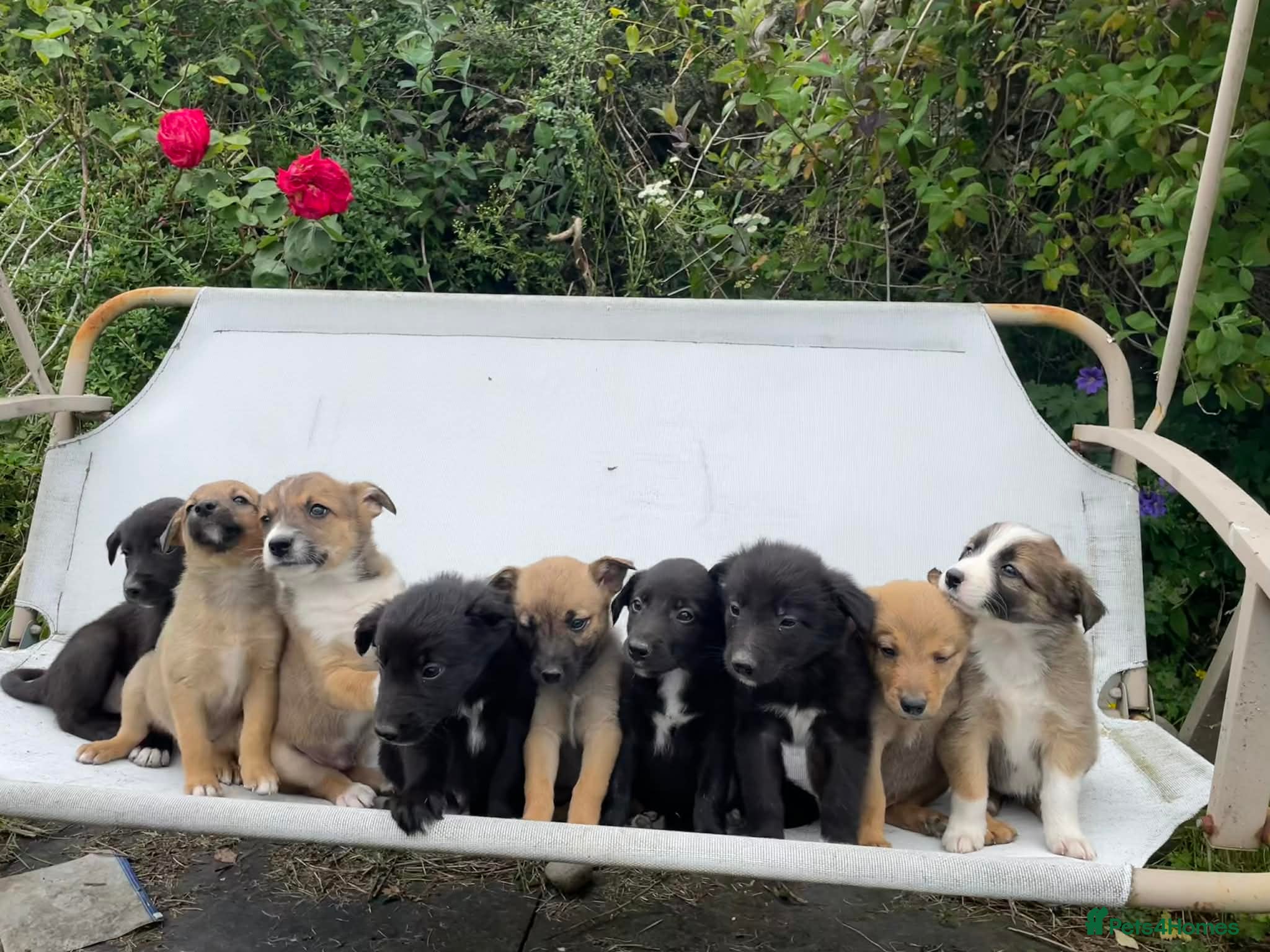 Mixed Breed dogs Adorable Litter of 9 Border collies - Advert 9