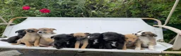 Mixed Breed dogs for sale: Adorable Litter of 9 Border collies - Advert 1