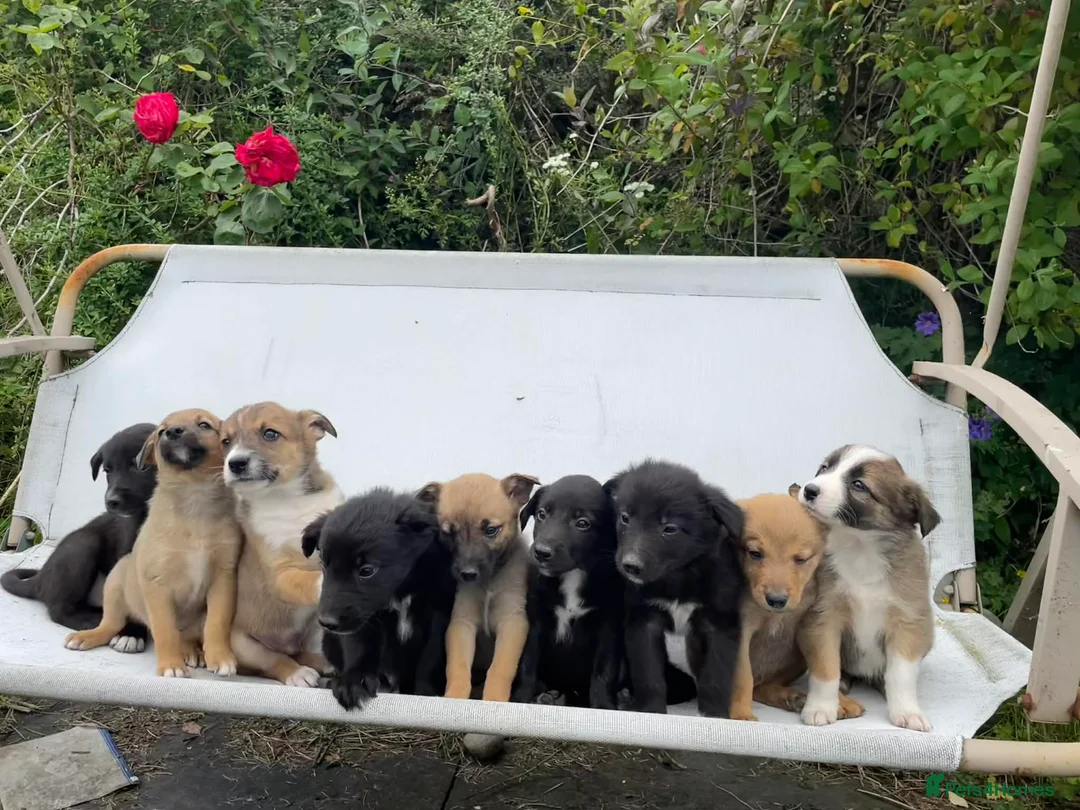 Mixed Breed dogs for sale: Adorable Litter of 9 Border collies - Advert 1