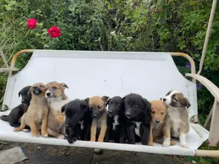 Mixed Breed dogs Adorable Litter of 9 Border collies - Advert 3