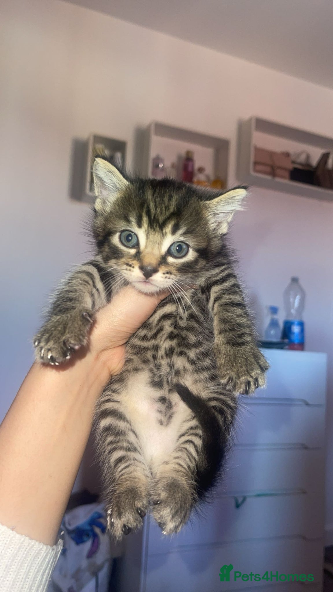 Mixed Breed cats Kittens - Advert 16