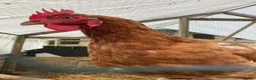 Chickens poultry for sale: Hybrid hens, chicks, growers, pullets - Advert 1