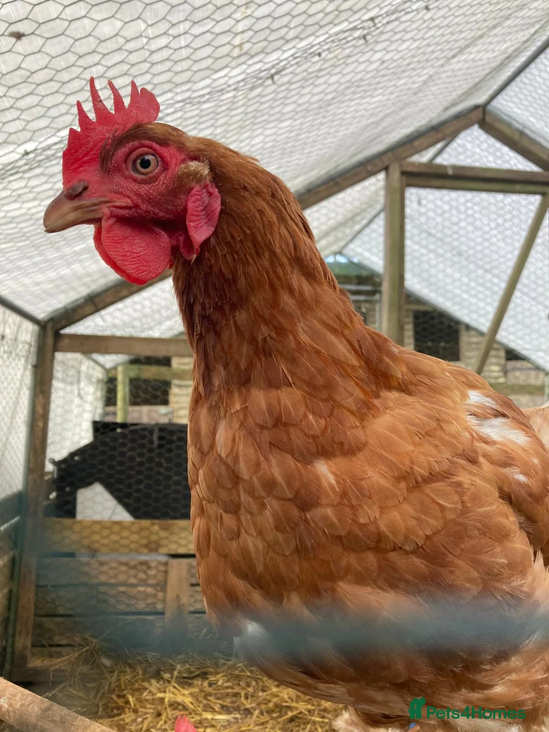 Chickens poultry for sale: Hybrid hens, chicks, growers, pullets - Advert 1