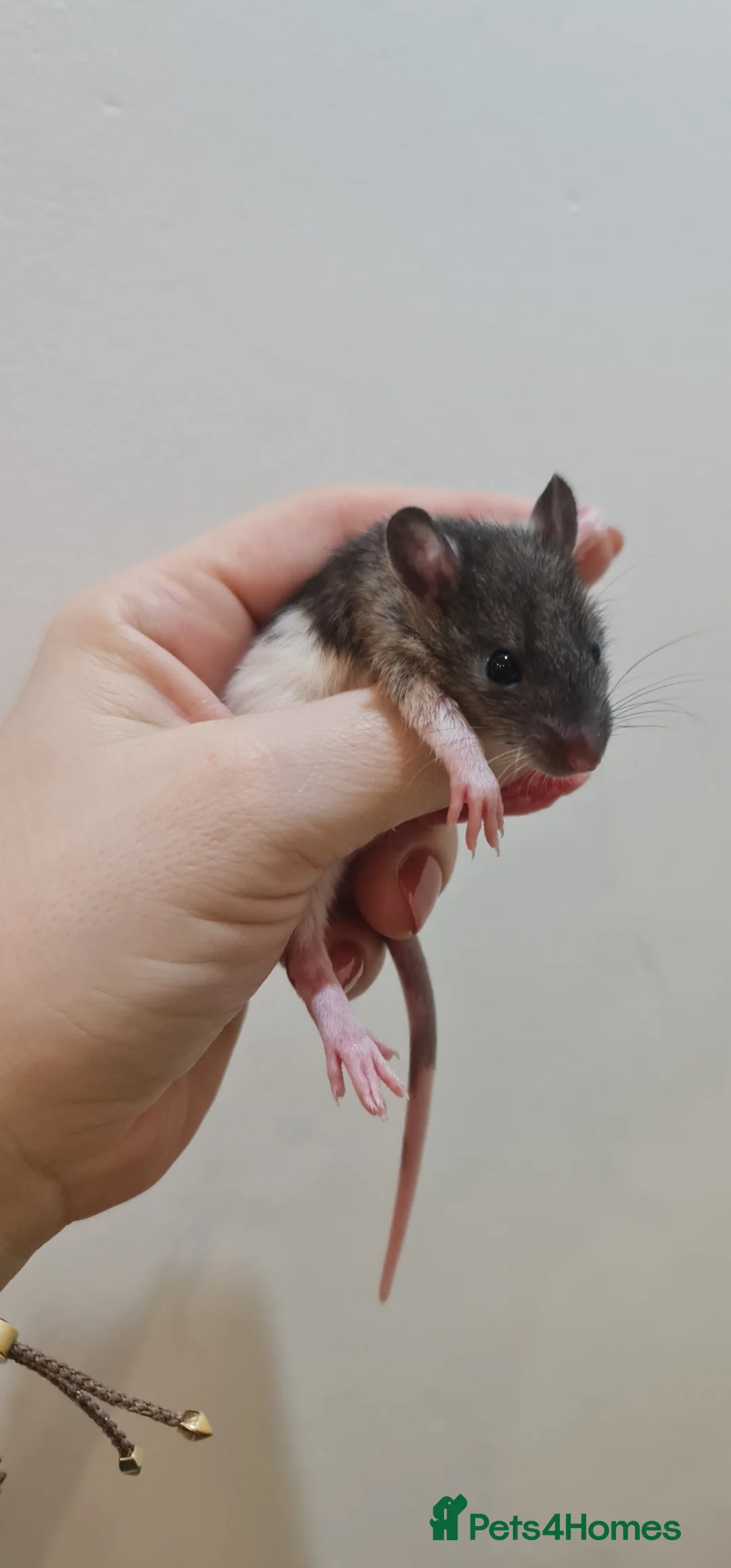 Rat rodents for sale: Baby rats looking for forever loved home  - Advert 6