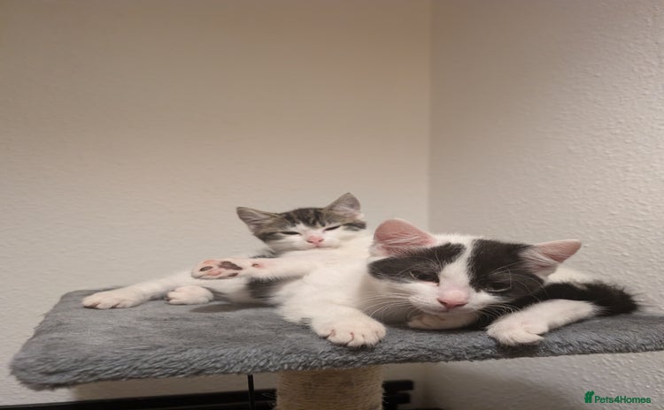 British Shorthair cats - Advert 14