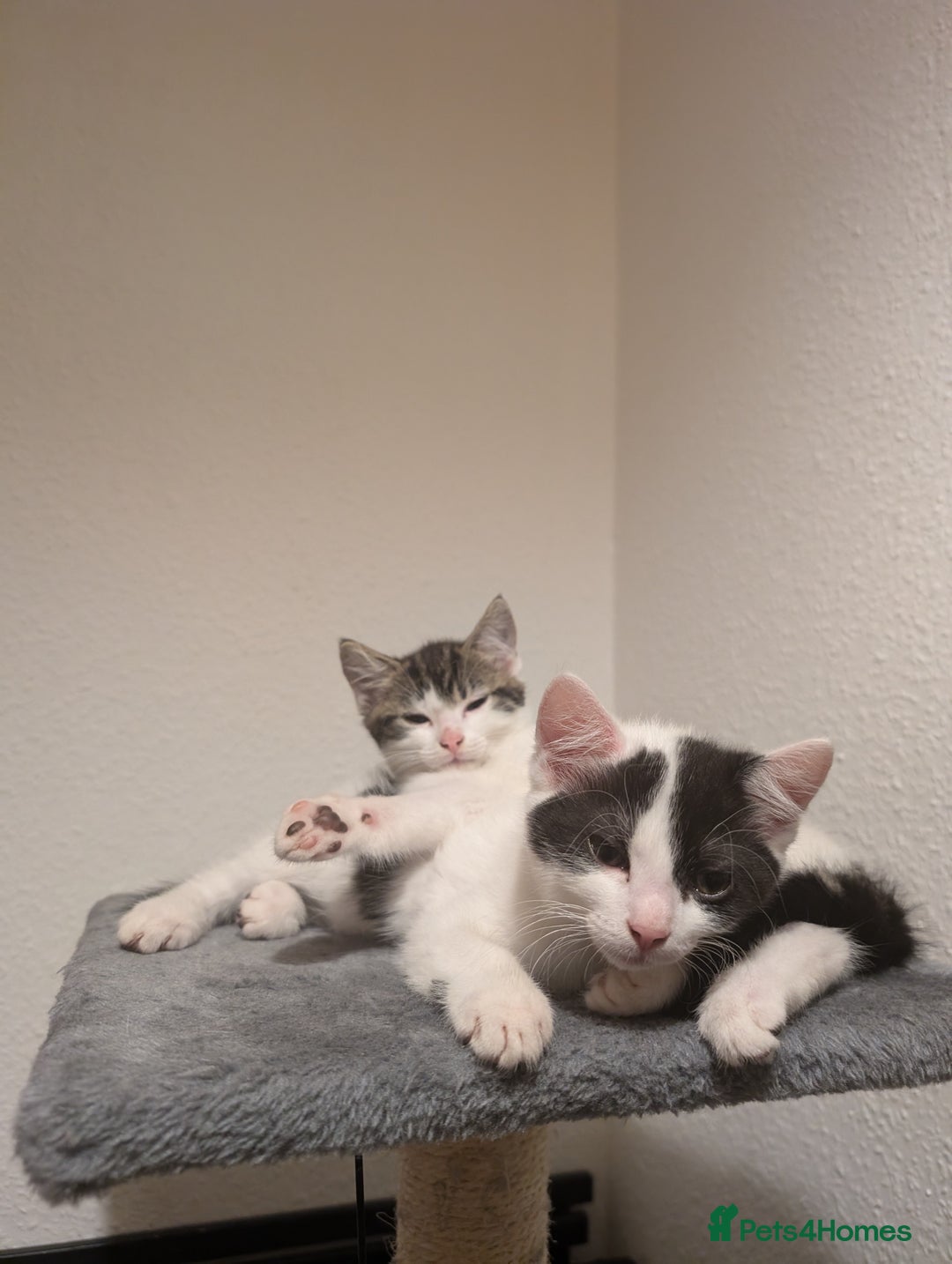 British Shorthair cats for sale: Kittens for Sale  - Image 1
