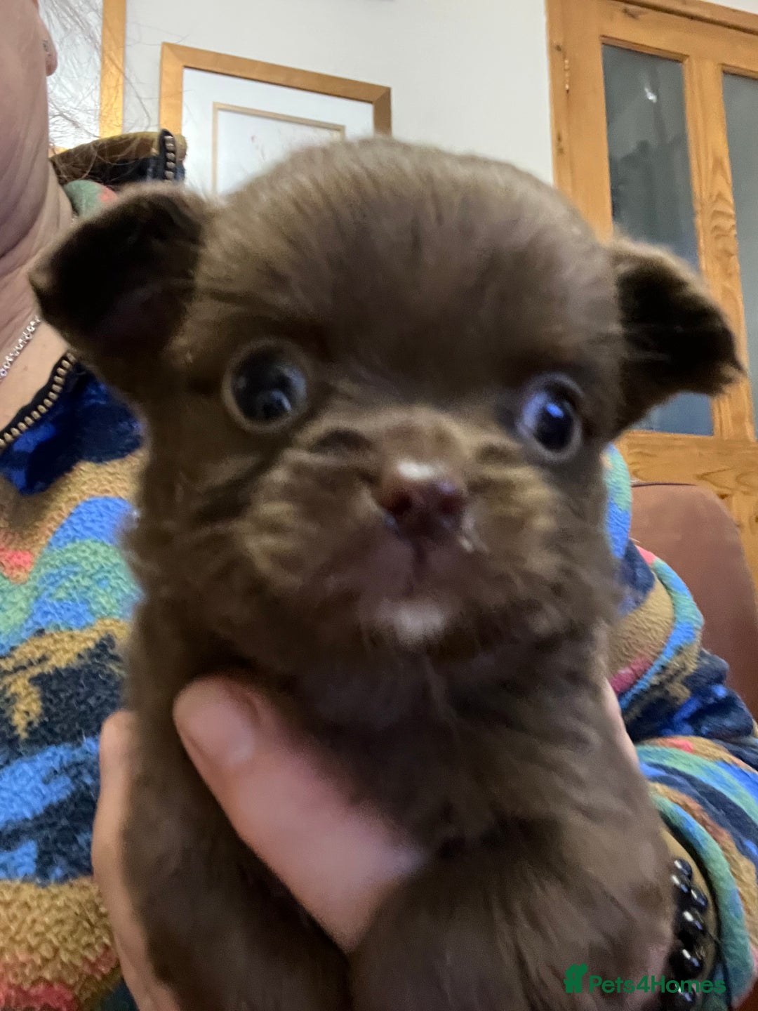 Chihuahua dogs for sale: 3 Gorgeous long coats boys - Advert 2