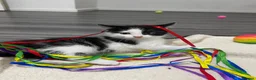 Domestic Shorthair cats for sale: Two beautifully marked male kittens - Advert 13