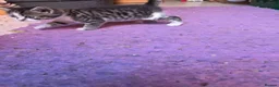 Mixed Breed cats for sale: 5 kittens and adult cat sale. Adult cat £50  in Ipswich - Advert 7